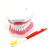 1 Set Dental Teeth Model Brush Teaching Models Dental Adult Standard Oral Model Early Educational for Kids Tooth Models