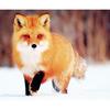 Снежная лиса Diy 5D Алмазная мозаика Алмазная картина Набор для вышивки крестом Алмазная вышивка