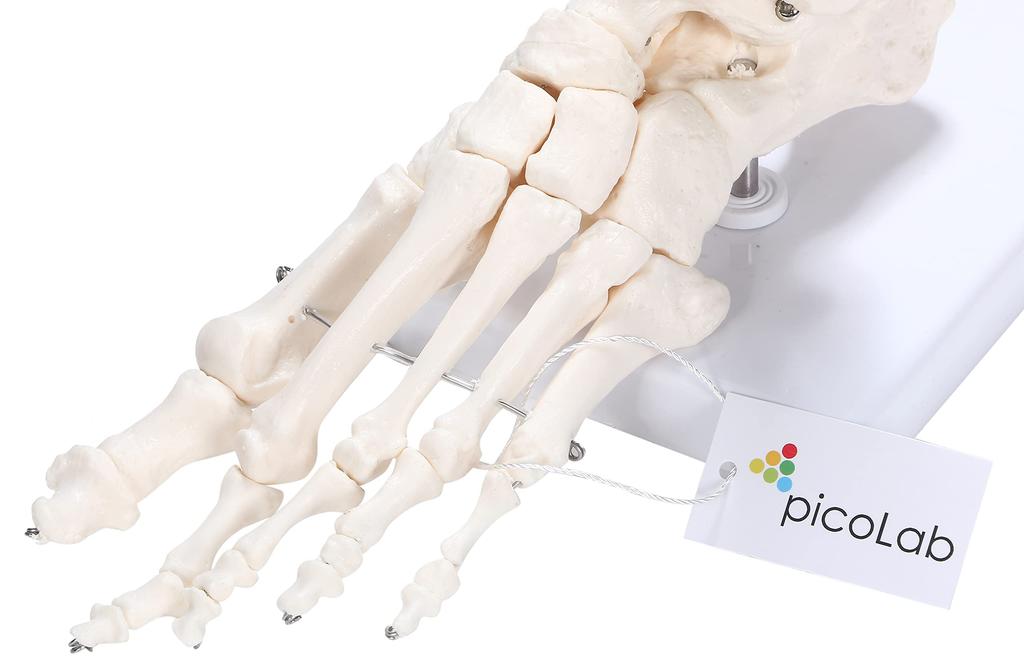 PicoLab Модель скелета стопы, Модель костей стопы, Модель костей стопы, Пальцы стопы, Левая стопа
