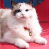 Adjustable Braided Cat Collar Chinese Style Puppy Collar Creative Pet Bell Necklace  Photo Props