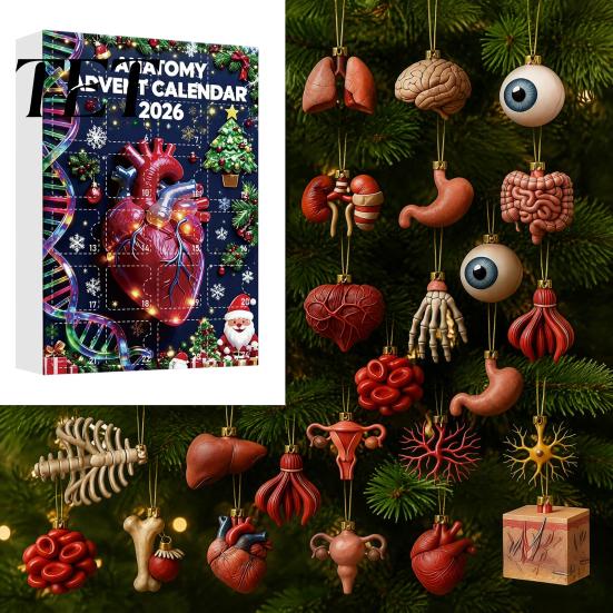 Educational Christmas Gift Anatomy Advent Calendars 2026, 24 Days Organs Ornaments Countdown Calendar, 2D Medical Student Acrylic Human Body
