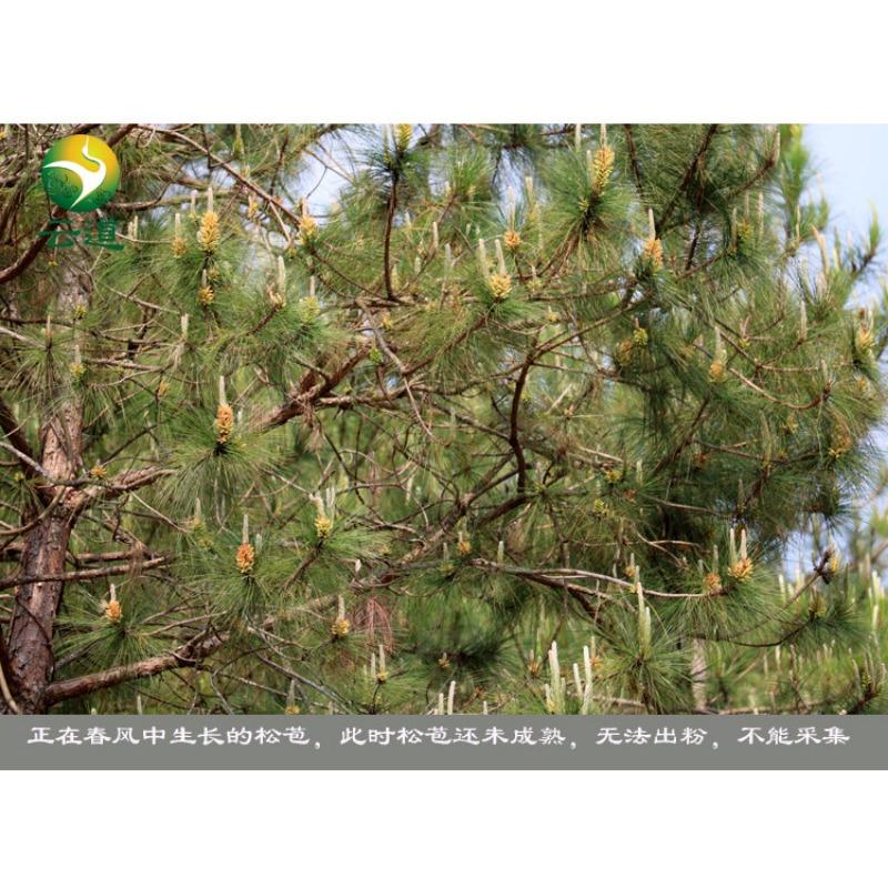 Yunnan Organic Pine Pollen Powder 99% Broken Cracked Cell Wall (wild Harvested)