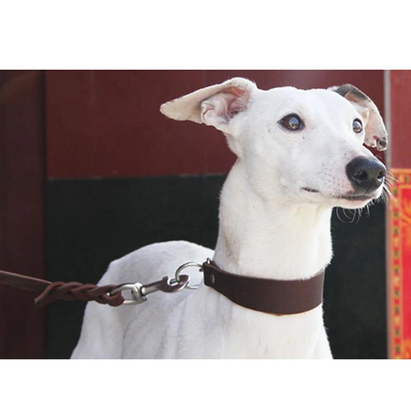Кожаный ошейник для домашних животных, ожерелье для маленьких собак, прочный, портативный, широкий, ошейники для домашних животных для борзой уиппета