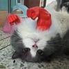 Подвесное на шею Кошка Мышечная шея Рука Забавный Костюм Косплей для питомца Питомец Зеленая Гигантская Рука Для Кошек Собак