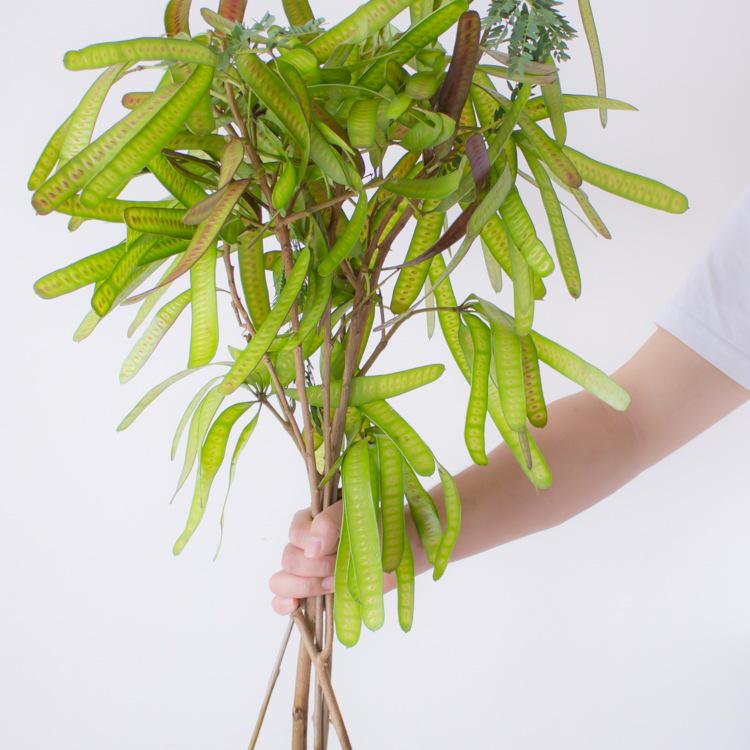 Fresh Cut Hyacinth Bean Flowers and Green Plants for Floral Arrangements or Dried Designs.