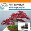 Garden In the Bag - Bonsai - Red Japanese Maple - 20 Seeds - With Substrate In a Fitting Stand Up Bag - Acer Palmatum