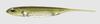 Fish Arrow Soft Lure Flash J 2 Inch 8 Piece Per Pack #06 (0430)
