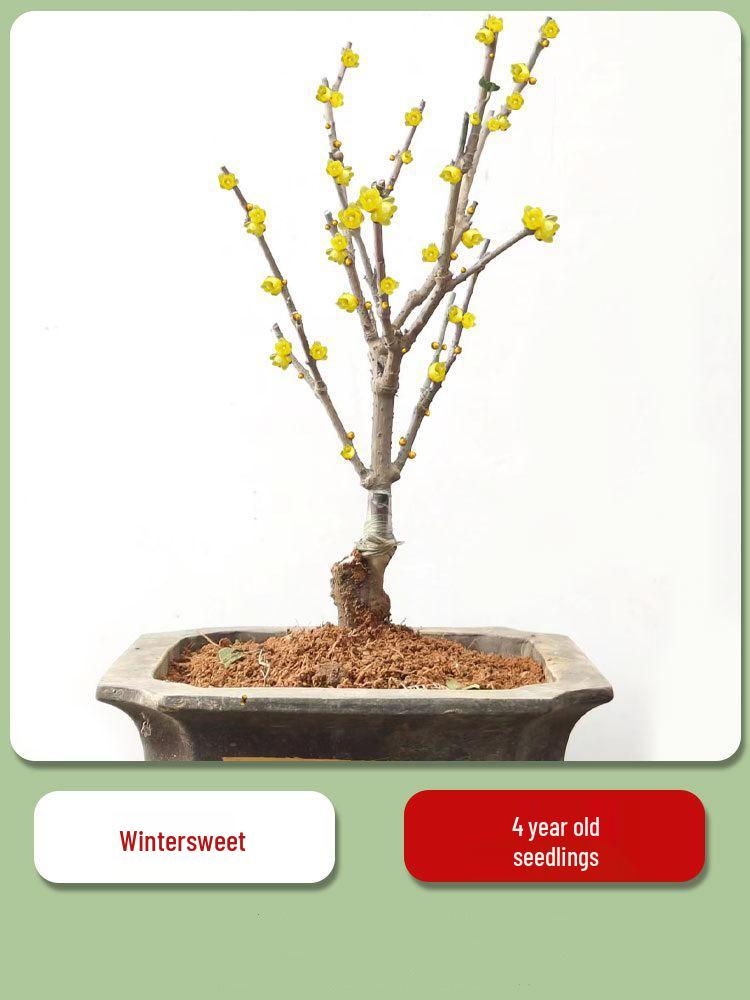 Cold-Resistant Winter Jasmine Bonsai with Old Trunk for Indoor or Balcony Decor - Red & Green All Season