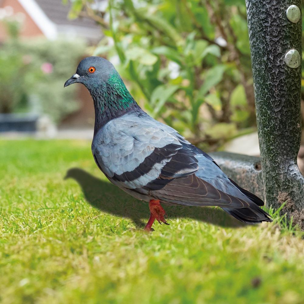 Double-Sided Printing Pigeon Sculpture Acrylic Pigeon Statues Wild Pigeon Decorations Realistic