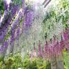 12X Artificial Fake Hanging Silk Flowers Wisteria Vine Plant Garden Home Decor