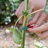 Garden Plant Ties Flexible Wire Design Weather-Resistant Vegetable Tomato Twist Ties Climbing Plants Support Ties