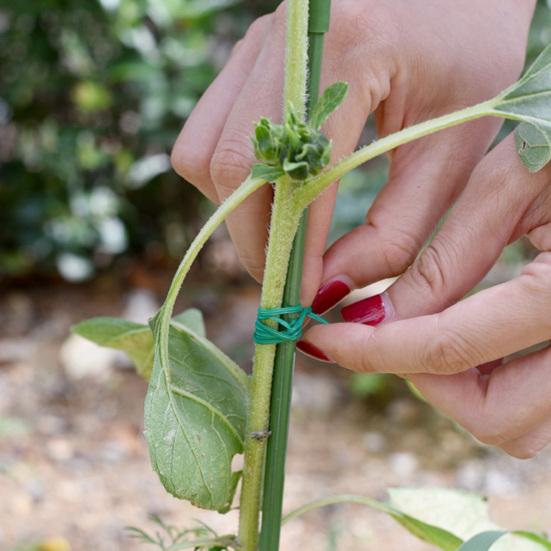 Garden Plant Ties Flexible Wire Design Weather-Resistant Vegetable Tomato Twist Ties Climbing Plants Support Ties