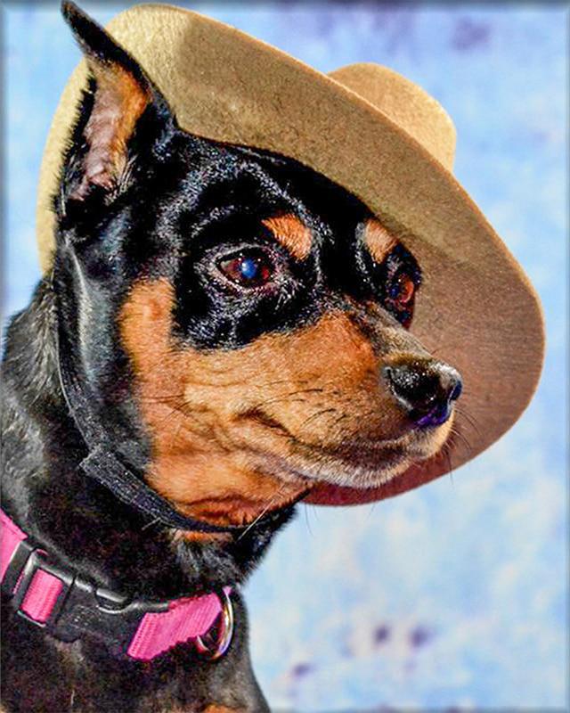 Набор для алмазной живописи кошка собака волк и девушка животное 5D DIY Алмазная вышивка цветок сельский пейзаж вышивка крестиком стразы мозаичное украшение