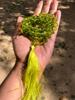 8 mm Rnd 108+1 Guru Beads Original Peridot Jaap Rosary, Japa Mala Energized, Yoga Prayer Healing Meditation, August Birthstone, Green Mala
