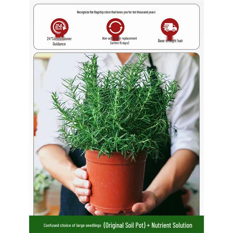 Potted Rosemary and Mint Seedlings: Edible, Mosquito-Repellent Herbs for Indoor Use