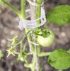 Clips for tomatoes, bean plants, shoots, 50 pieces