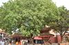 SAFLAX Peepul Tree / Sacred Fig - 100 семян - Ficus religiosa