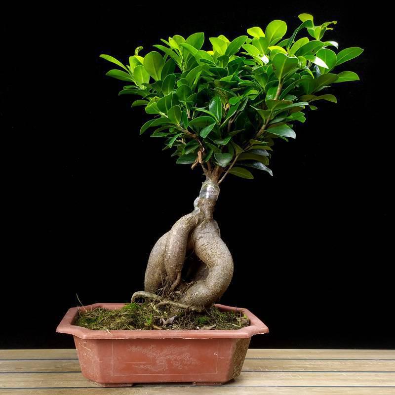 Ficus Microcarpa Bonsai: Evergreen Small-Leaf Zen Indoor Plant
