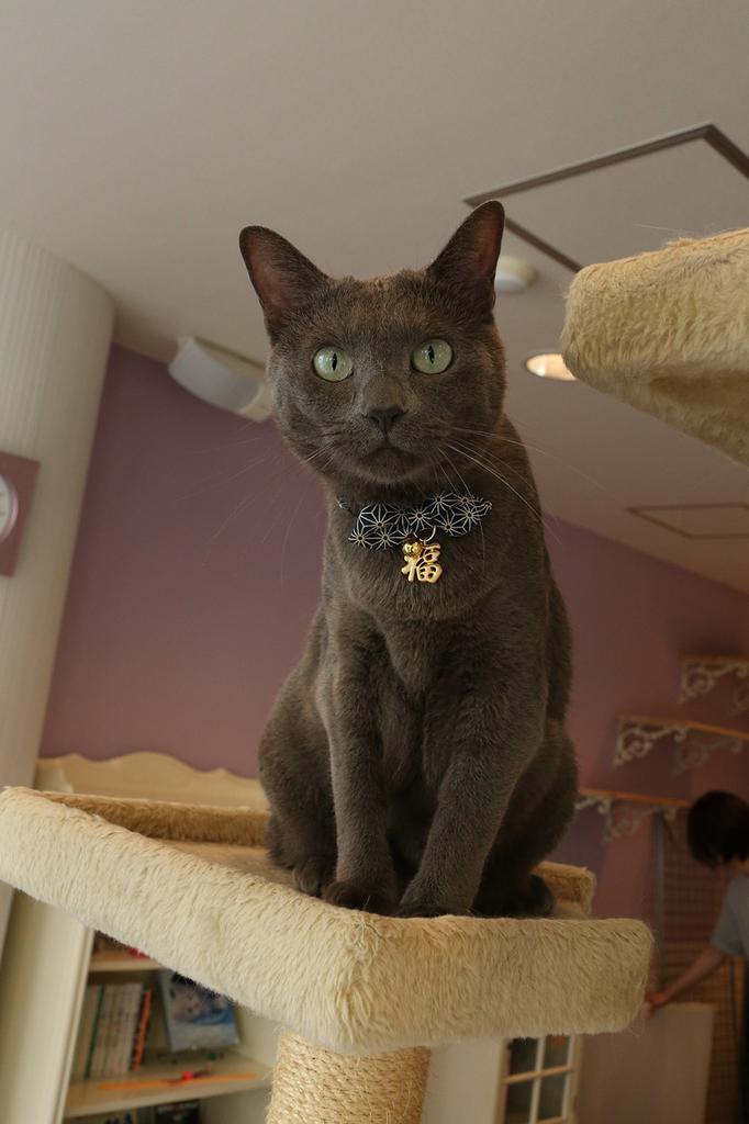 Necoichi Happy Dining миска для кошачьего корма с рисунком Petit Cat Snack Ножки для микроволновой печи, пригодные для мытья в посудомоечной машине, (Старая пластина) &