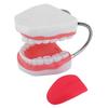 6X Enlarged Dental Teaching Model with Tongue Removable Teeth for Brushing Practice PVC Oral Demo Tool for Kids Students