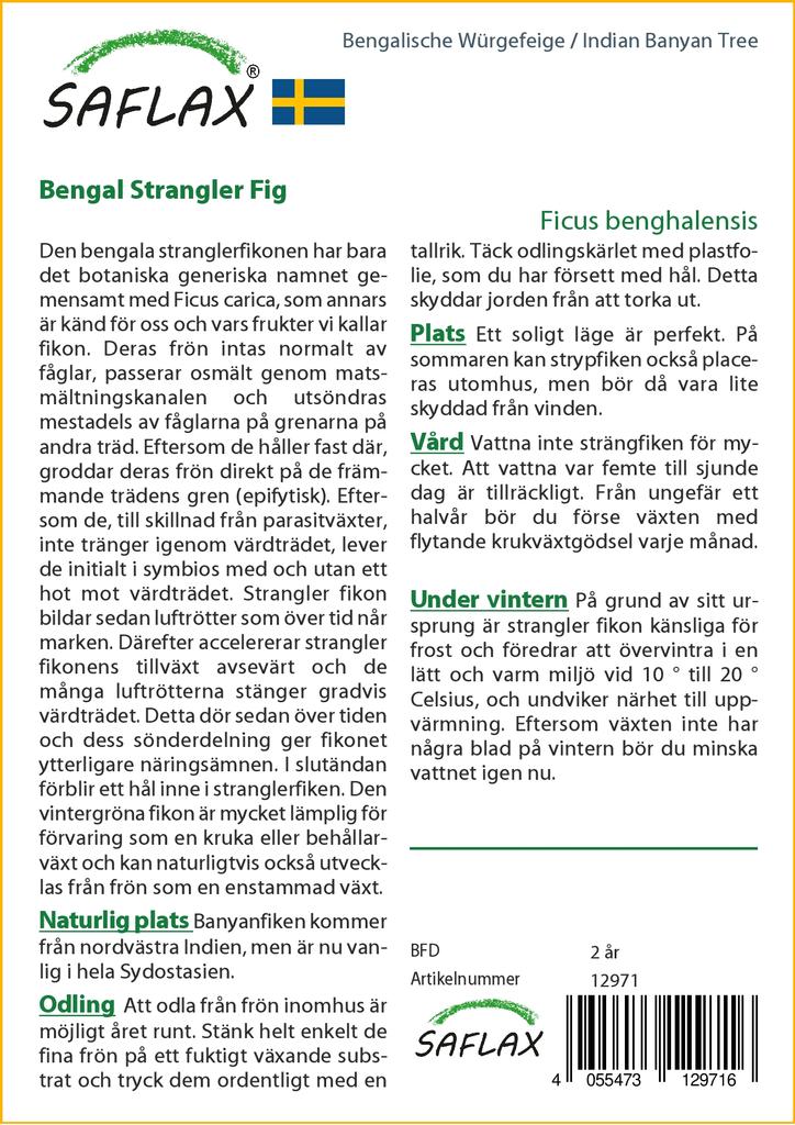 SAFLAX Индийский баньян - 20 семян - Ficus benghalensis