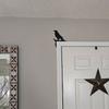 Door Corner Sign Decoration Wooden Black Crow Themed Door Frame Accessory Holiday Accessories Festival Party Supplies