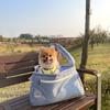 Gaegwacheonseon Pet Caso Mobile Sling Bag with Cushion, Korean Pet Shampoo
