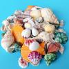 2-5cm natural seashell and conch, 3D seashell petal accessories, handmade embellishments, craft materials