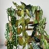 Artificial Green Plant Wall Decor With Silk Screen Printing For Home And Photography Use