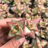 Statue of Liberty Multi-headed Succulent: Cute, Easy-care Green Plant for Office, Potted Decor, Radiation Protection