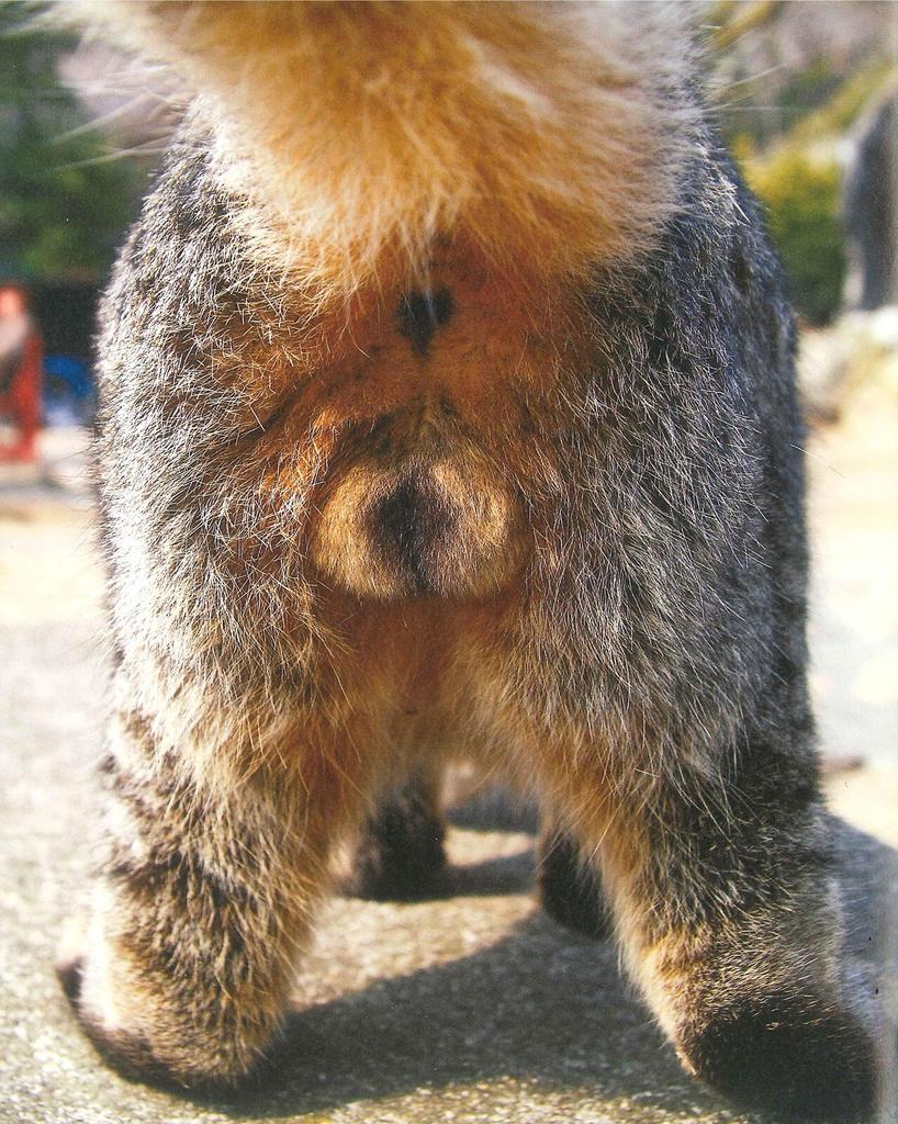 Nyantama Cat Testicles Photo Book Tankobon Softcover Yoshizawa Rumiko JAPAN