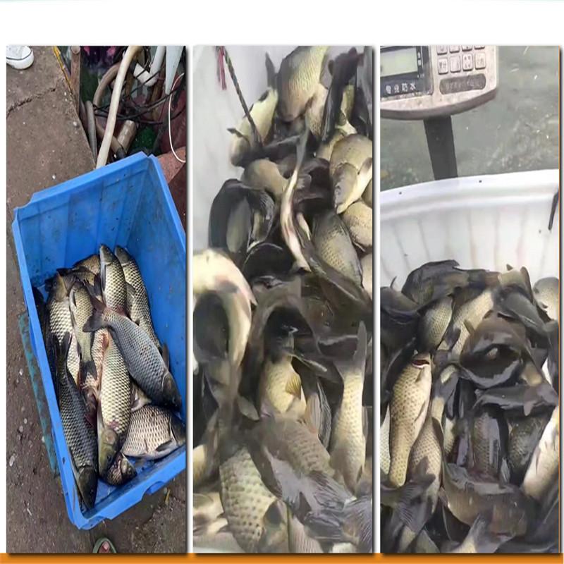 FTK Набор удочек и катушек, набор мужских телескопических удочек, складной портативный стартер для рыболовных снастей, компактные дорожные удочки