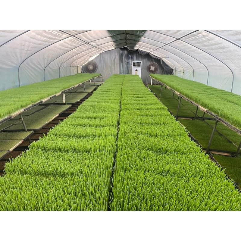 Органическая капуста, свежая зелень, сельдерей, свекла, ростки пшеницы, ростки ячменя, морковь, одуванчик, ингредиенты зеленого сока, органическая капуста 500 г, 1 шт.