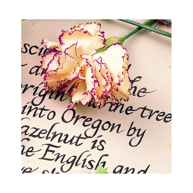 Staedtler Pigment 308 Liner, 1,2 мм, Черный, 12-9