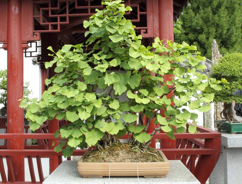 SAFLAX Garden in the Bag - Бонсай - Дерево девичьего волоса - 4 семени - С субстратом в подходящем пакете - Гинкго двулопастный