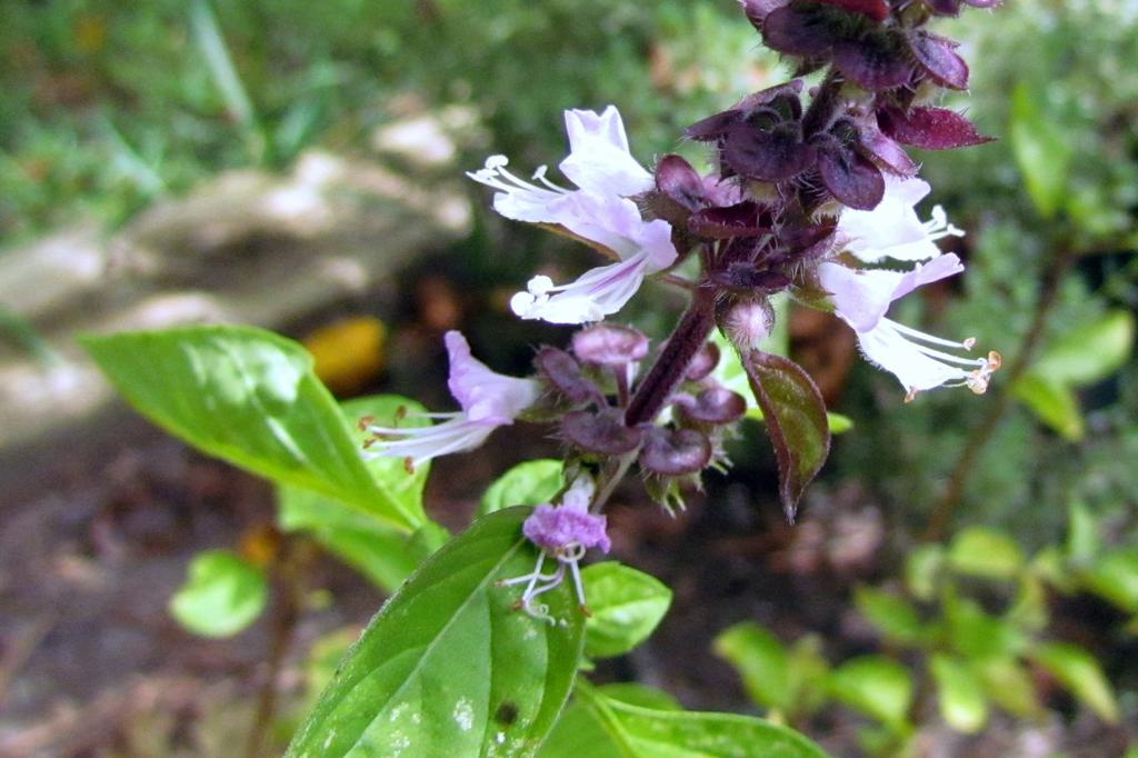 SAFLAX Подарочный набор - Коричный базилик - 200 семян - С подарочной коробкой, карточкой, этикеткой и субстратом для посадки - Ocimum basilicum