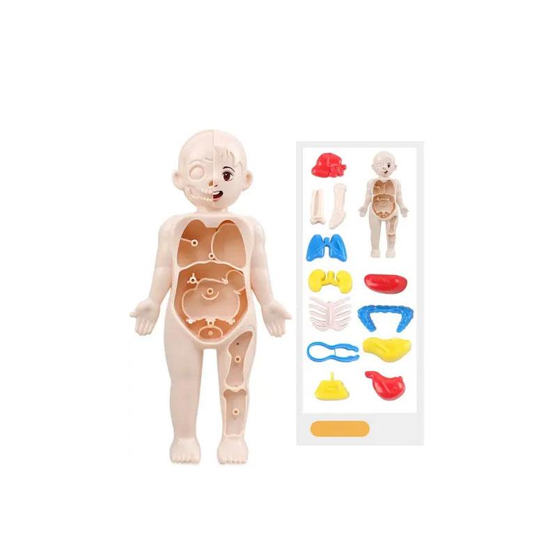 14Pcs Set Human Organ Model Children DIY Assembled Medical Early Science And Education Toys