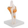 Elbow Joint Model Life Size Accurate Elbow Skeleton Model for Study Display Teaching