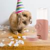 Rabbit Water Dispenser Automatic Hanging Small Pet Water Feeder Large Capacity Plastic Bottle for Pet Cage Feeding Supply