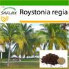 Cuban Royal Palm - 8 Seeds - With Potting Substrate for Better Cultivation - Roystonia Regia