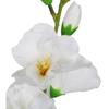 Five White Gladioli - Bouquet, Height 60 cm
