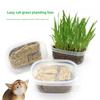 Cat Grass Barley Helps Remove Hairballs. Cat Grass Soil Nutrition Soil Cat Grass Set Cat Zero