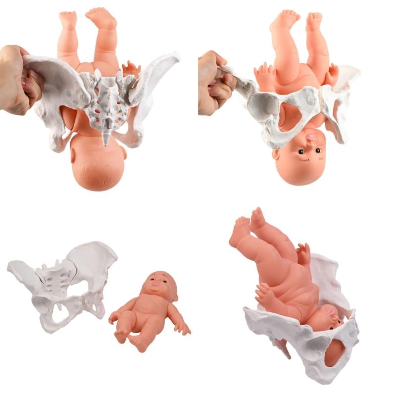 Модель женского таза человека с моделью скелета женского таза ребенка, акушерское учебное пособие для научного образования