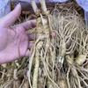 Женьшень свежий женьшень Geumsan оптом Ilbeongji зеленый лук дикий бальзам 500 г 1 шт