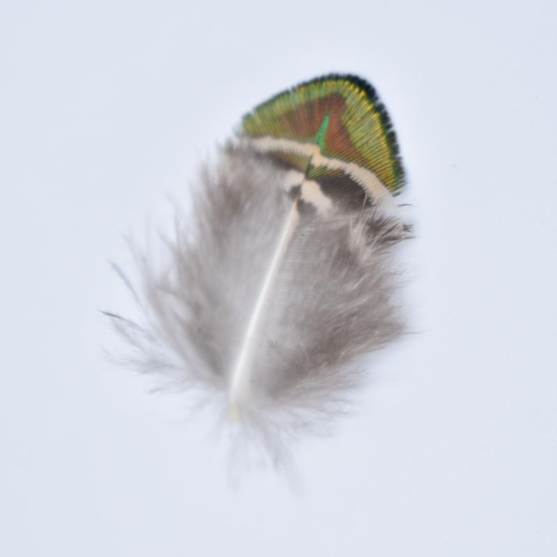 Natural Gold Peacock Feathers for Jewelry Making Creation Crafts 3-7cm DIY Handicraft Accessories Small Feather Carnaval Plumes