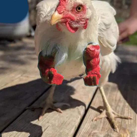 Игрушки-имитации куриных лап для домашних кур. Дизайн с поднятым средним пальцем, сжатым в кулак