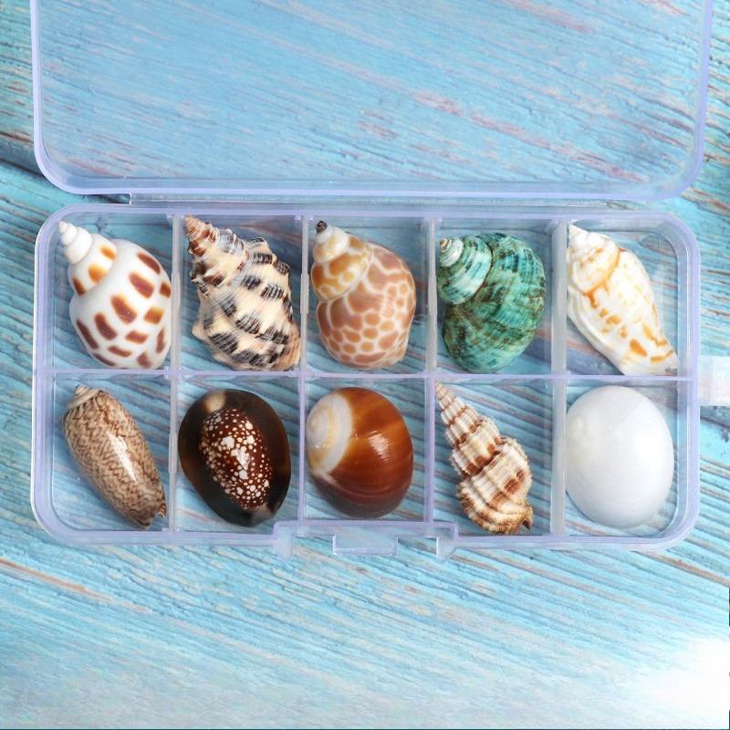 Shell conch, popular science materials, specimens, snail storage set, gift box, kindergarten marine life collection