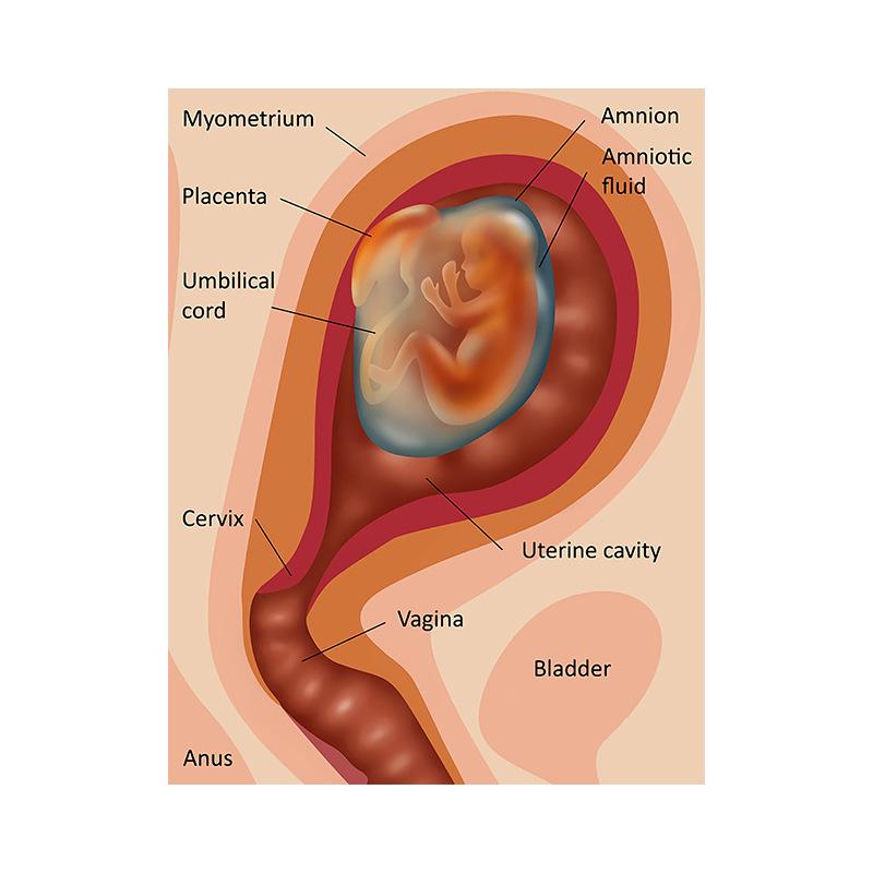 Плакат «Анатомическая мышечная система», схема анатомии человеческого тела, медицинский образовательный холст для школьного декора