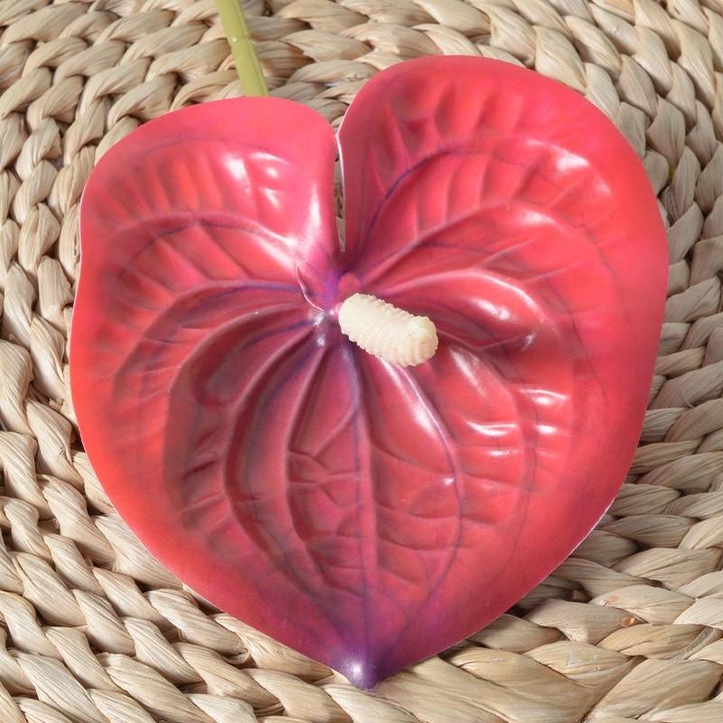 Anthurium Linden Andraeanum Flower For Home Decor And Props Photography