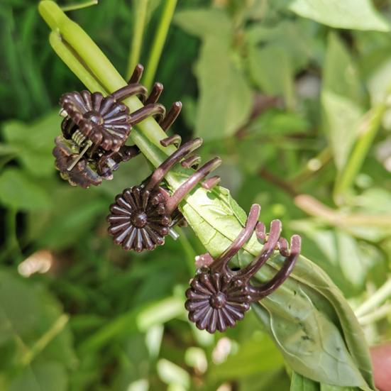 100 шт. зажим для стебля орхидеи универсальные стабильные экологически чистые зажимы для поддержки растений для более здоровых продуктивных растений